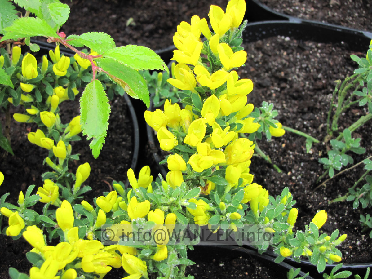 Cytisus decumbens - Jungpflanze bluehend.JPG